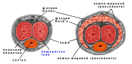 Анатомия мужской мочеполовой системы. Урология и андрология
