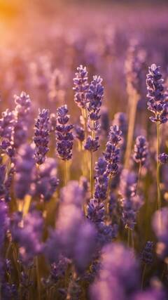 Lavander light